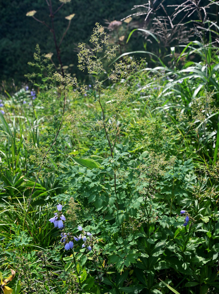 Image of Thalictrum minus specimen.