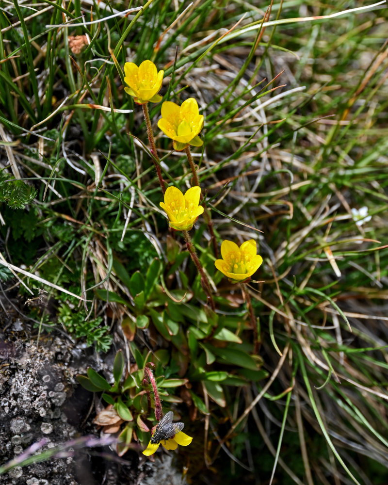 Изображение особи Saxifraga hirculus.