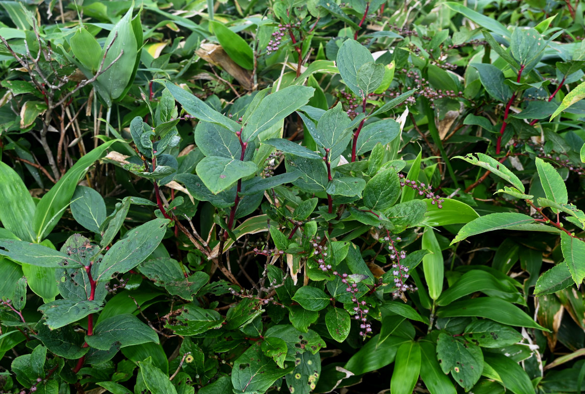 Image of Eubotryoides grayana specimen.