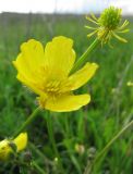 Ranunculus polyanthemos. Цветок и завязавшийся плод. Московская обл., Одинцовский р-н, с. Никольское, край поля. 31.05.2010.