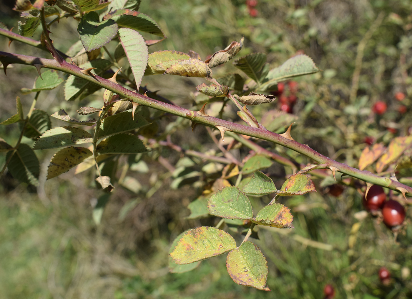Image of genus Rosa specimen.