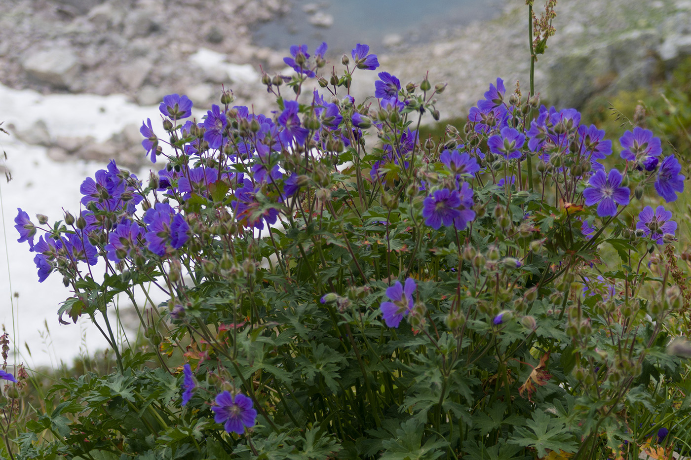 Image of Geranium gymnocaulon specimen.