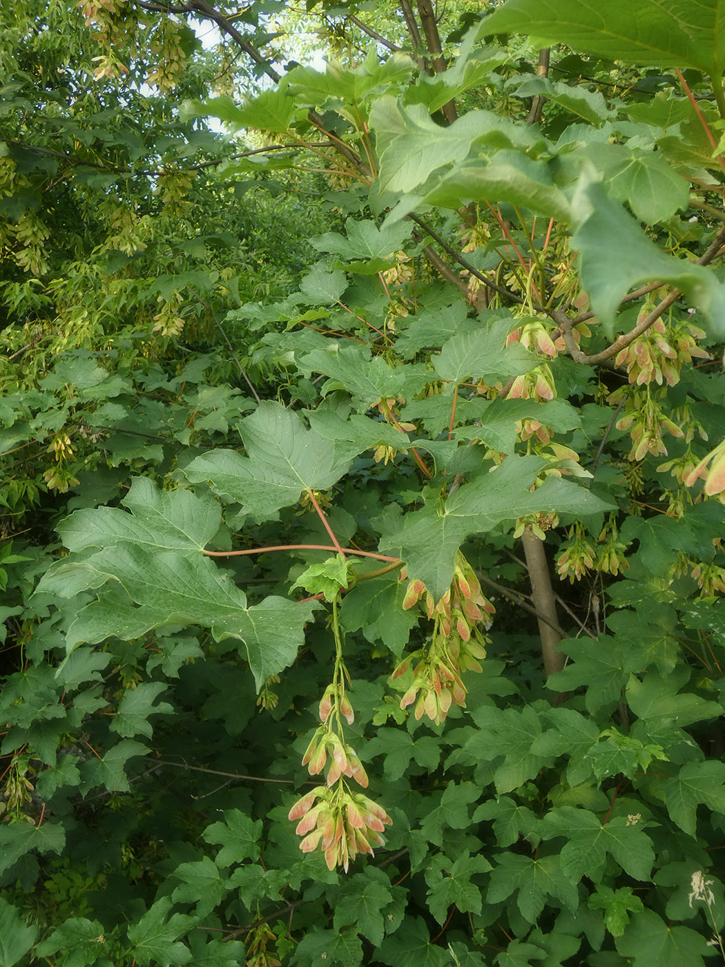 Изображение особи Acer pseudoplatanus.