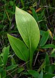 Hosta rectifolia. Вегетирующее растение в сообществе с Sasa. Сахалин, Холмский гор. округ, мыс Слепиковского, болото. 26.08.2021.