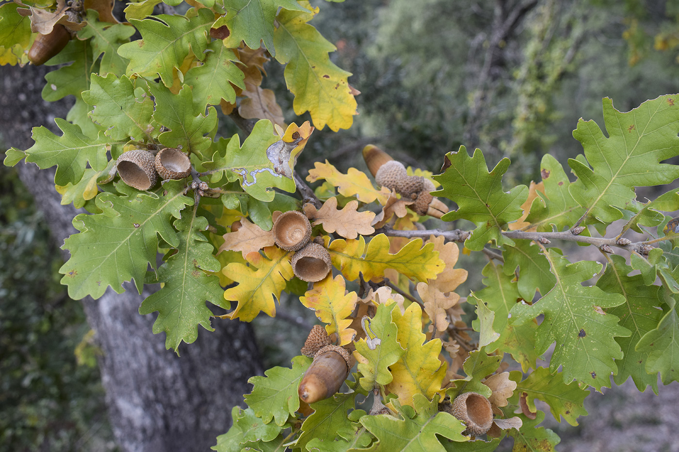 Изображение особи Quercus pubescens.