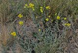 Helichrysum arenarium