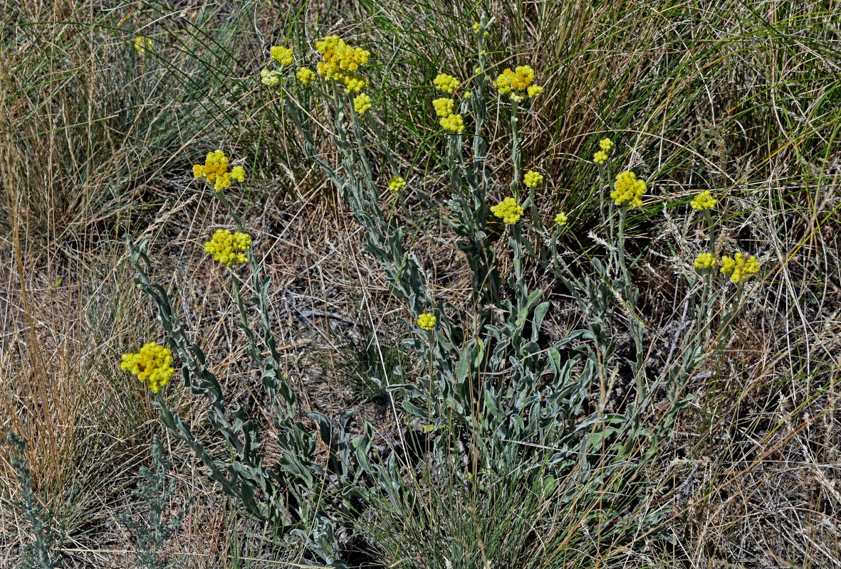Image of Helichrysum arenarium specimen.