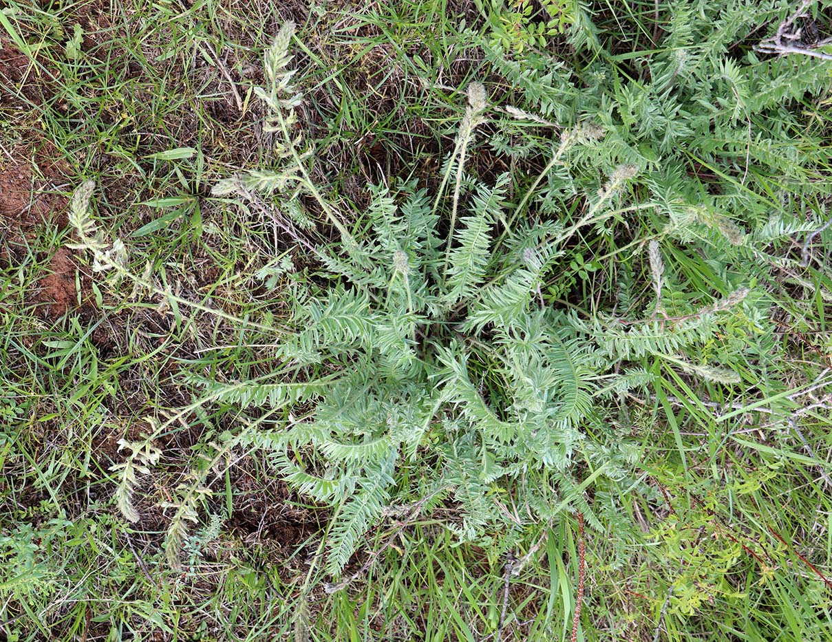 Изображение особи Oxytropis pilosissima.