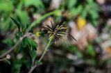 Bidens pilosa