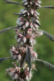 Leonurus quinquelobatus