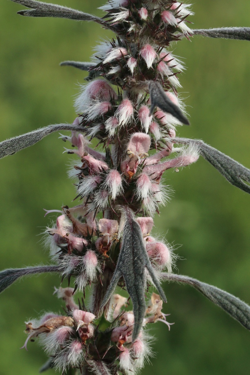 Image of Leonurus quinquelobatus specimen.