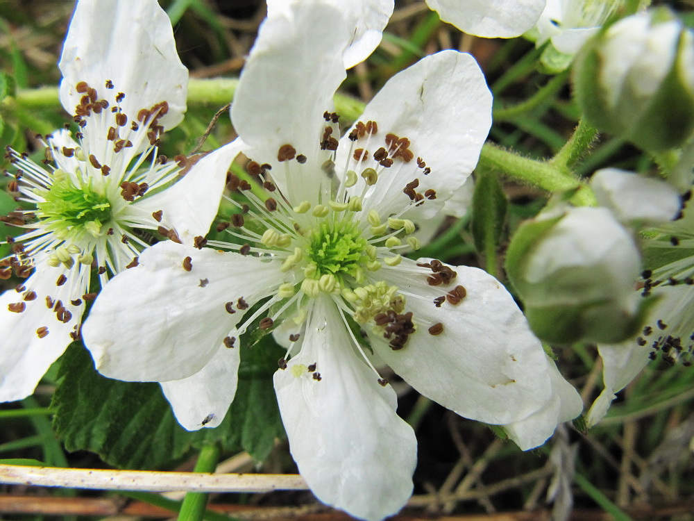 Image of Rubus allegheniensis specimen.