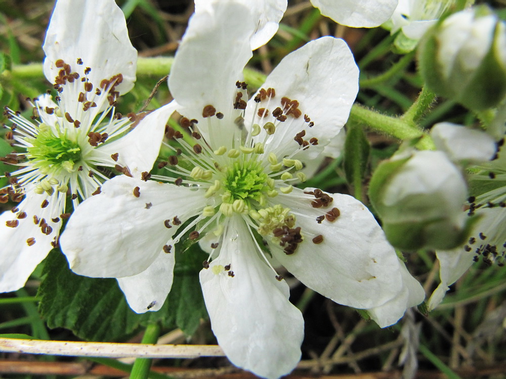 Изображение особи Rubus allegheniensis.