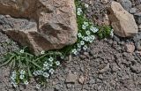 Mesostemma schugnanicum. Цветущие растения в сообществе с Gastrolychnis gonosperma. Киргизия, Ошская обл., Памир, Заалайский хр., долина руч. Разведывательный, ур. Луковая Поляна, ≈ 3800 м н.у.м., каменистый склон. 06.07.2022.