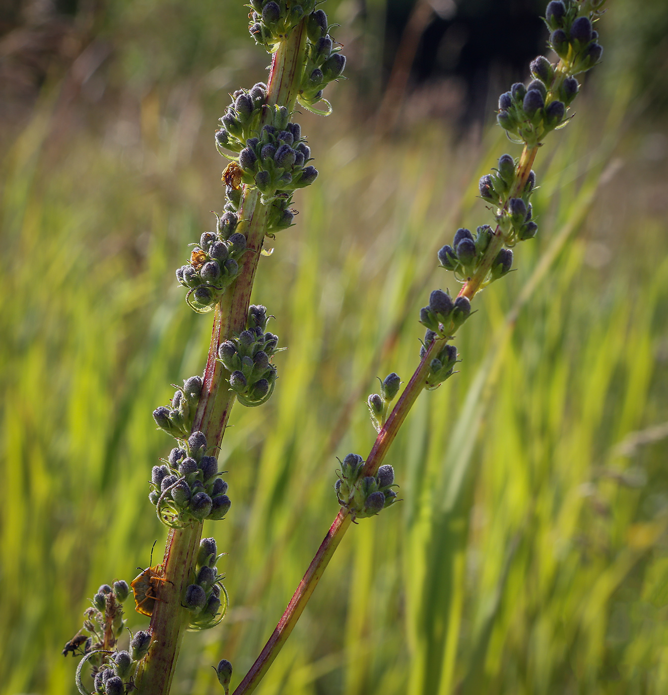 Изображение особи Verbascum nigrum.