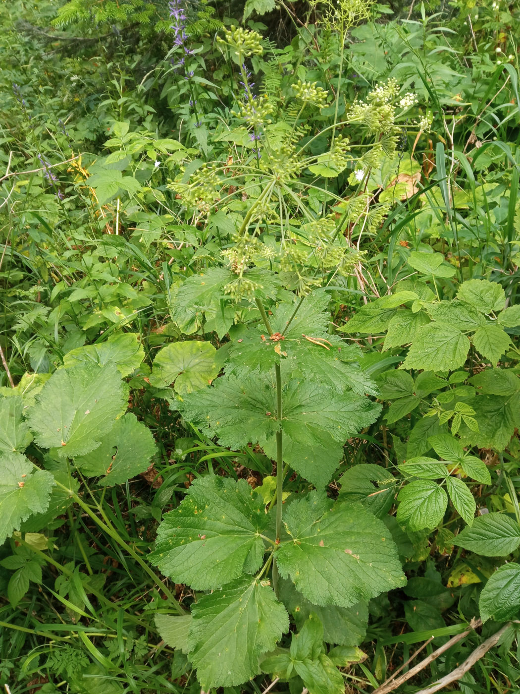 Image of Arafoe aromatica specimen.