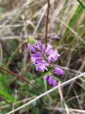 Polygala comosa. Верхушка соцветия с цветками и бутонами. Самарская обл., Похвистневский р-н, вершина западного склона горы Копейка, каменистая гряда с травянистой растительностью. 03.05.2023.