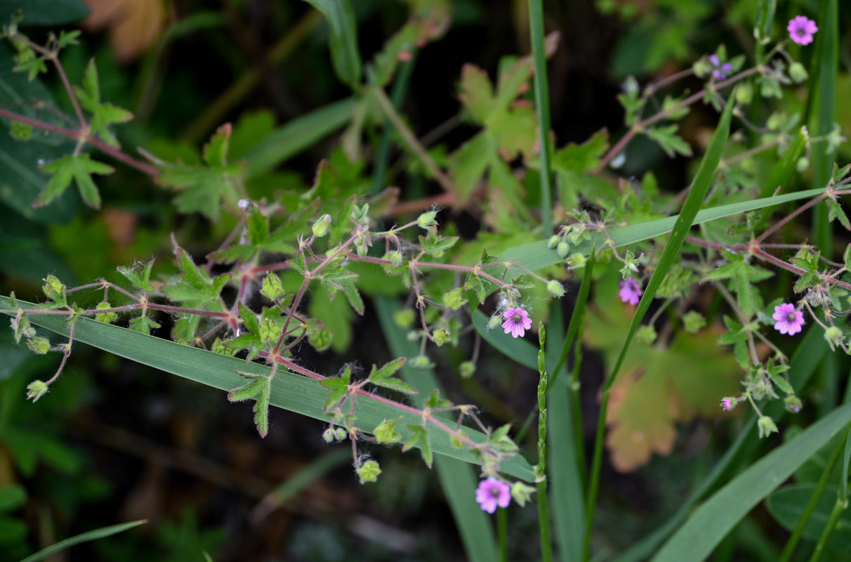 Изображение особи Geranium divaricatum.