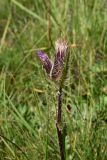 Cirsium simplex. Верхушка цветущего и отцветающего растения. Кабардино-Балкария, Эльбрусский р-н, гора Чегет, выс. ок. 2500 м н.у.м., окр. ведущей к оз. Донгуз-Орун тропы, луг. 28 августа 2023 г.