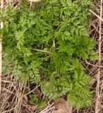 Anthriscus sylvestris. Вегетирующее растение. Московская обл., ГО Подольск, мкр-н Климовск, редколесье. 16.04.2024.