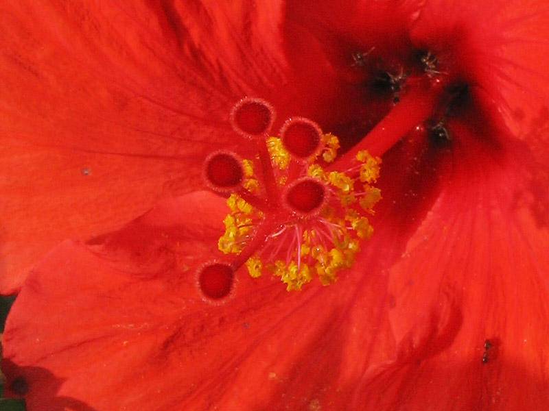 Изображение особи Hibiscus rosa-sinensis.