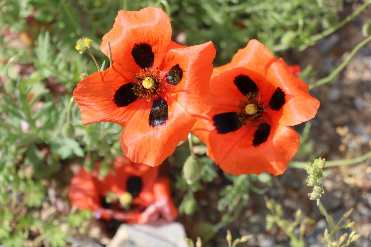 Image of Papaver commutatum specimen.