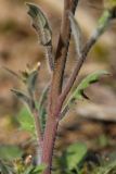 Arabidopsis arenosa