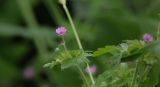 Geranium divaricatum