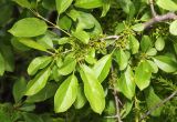 Rhamnus ussuriensis. Часть ветви с соцветиями. Приморский край, Спасский р-н, окр. ж.-д. ст. Кнорринг, обочина дороги. 01.06.2024.