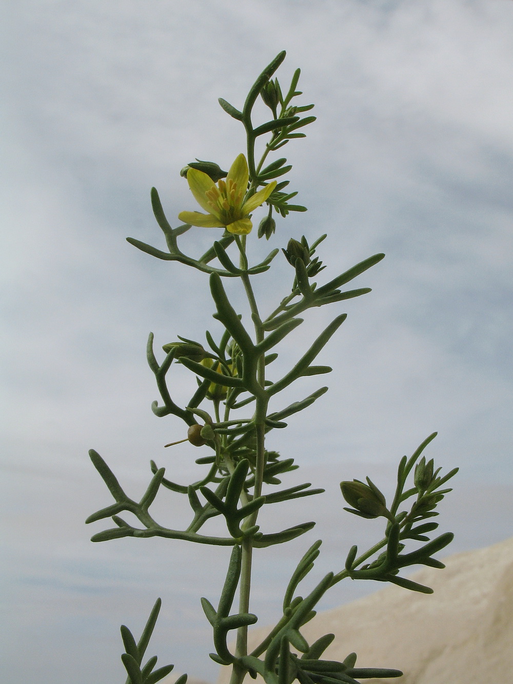 Image of Malacocarpus crithmifolius specimen.