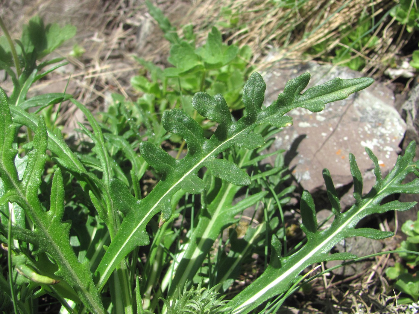 Image of Jurinea sosnowskyi specimen.