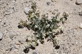 Christolea crassifolia. Цветущее и плодоносящее растение. Таджикистан, Горно-Бадахшанская автономная обл., Мургабский р-н, Южно-Аличурский хр., дол. оз. Чукуркуль, выс. ≈ 3952 м н.у.м., каменистые склоны с гранитным мелкозёмом. 3 июля 2024 г.
