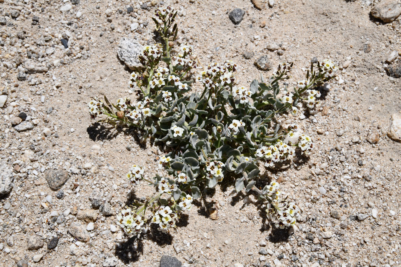 Image of Christolea crassifolia specimen.