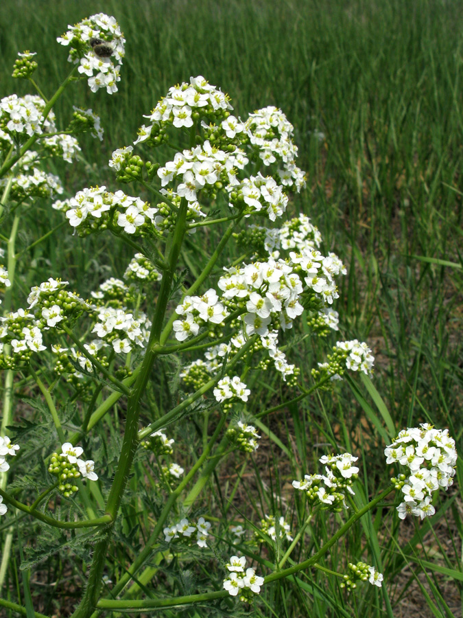 Изображение особи Crambe aspera.