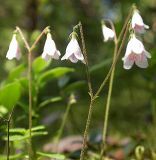 Linnaea borealis. Соцветия. Ленинградская обл., окр. пос. Яппиля, оз. Зеркальное, 8 июля 2005 г.