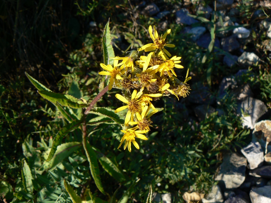Image of Senecio nemorensis specimen.