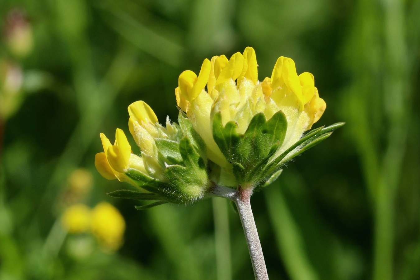 Изображение особи Anthyllis vulneraria.