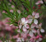 Amygdalus nana