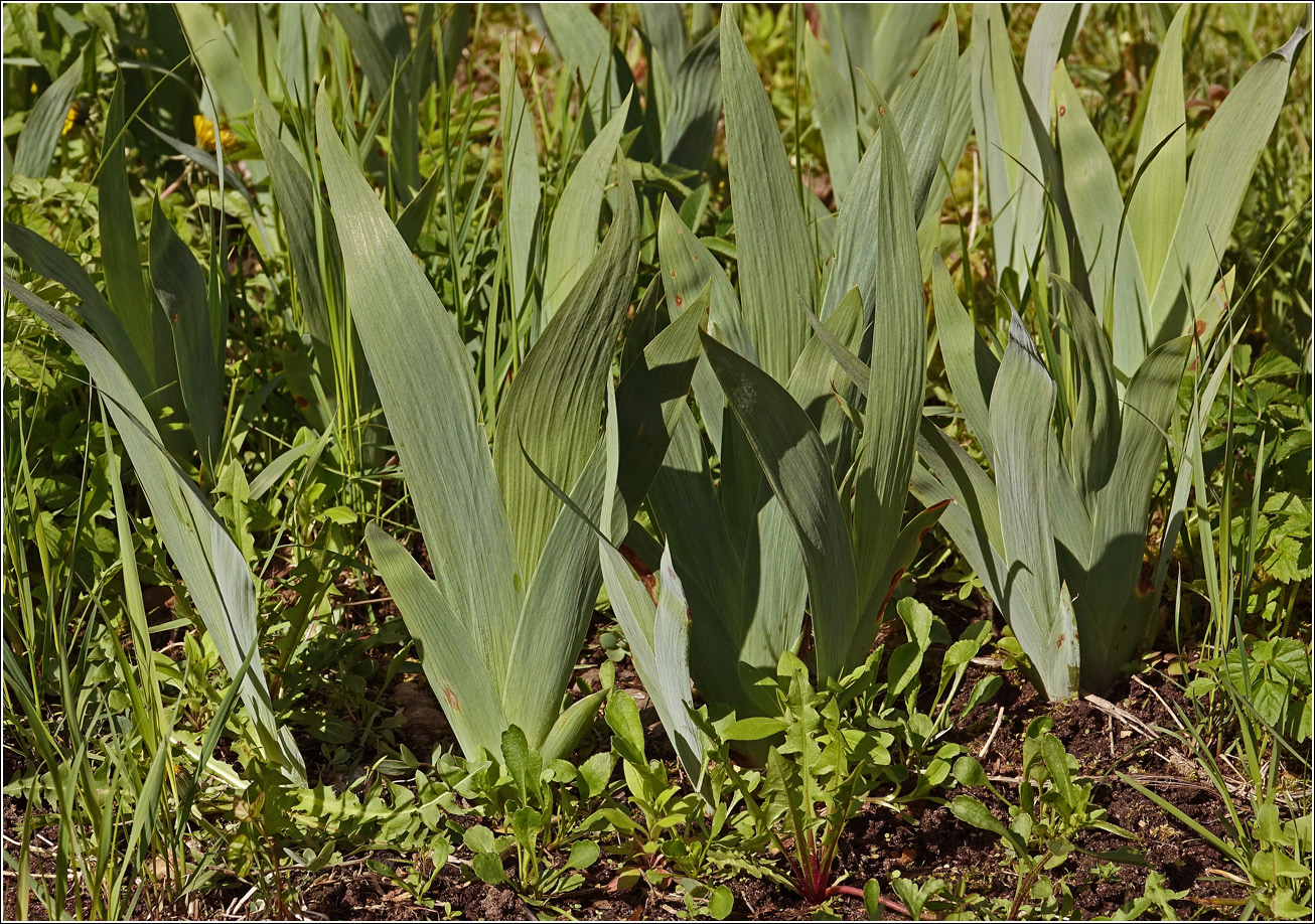 Image of Iris &times; hybrida specimen.