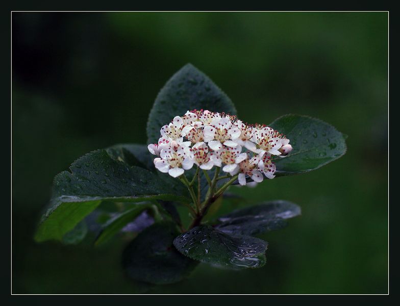 Изображение особи &times; Sorbaronia mitschurinii.