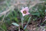 Fritillaria rugillosa