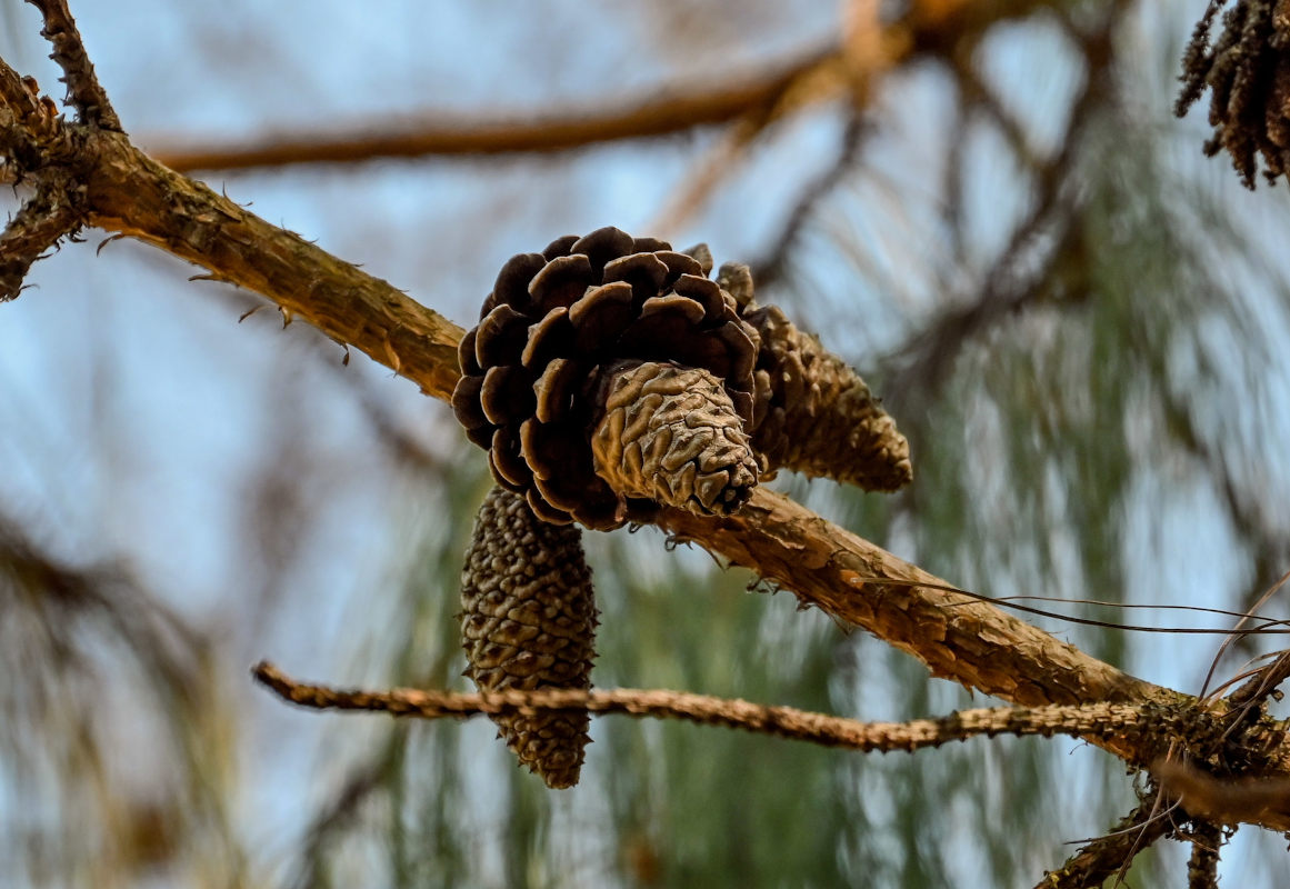 Image of Pinus patula specimen.