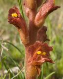 Orobanche alba подвид xanthostigma. Цветки. Краснодарский край, Крымский р-н, окр. станицы Неберджаевская, дол. р. Липки, пушистодубово-грабинниковый лес, скальное обнажение на месте старого заросшего карьера. 12.05.2025.