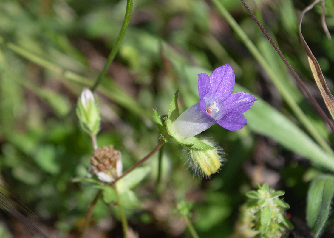Image of Campanula erinus specimen.