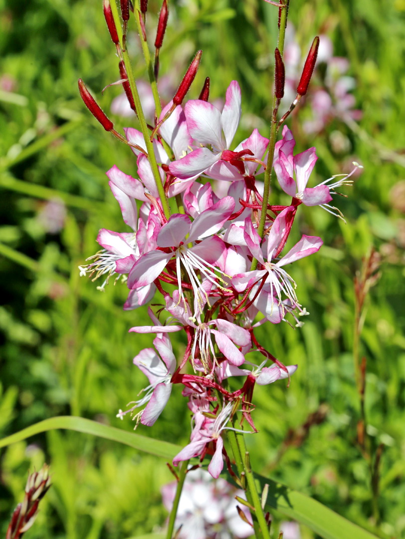 Image of genus Gaura specimen.