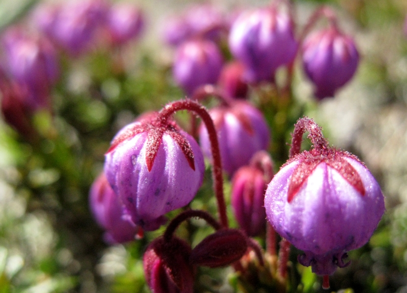 Изображение особи Phyllodoce caerulea.