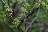 Ribes nigrum. Части веток с бутонами и молодыми листьями. Мурманск, Октябрьский р-н, в культуре. 03.06.2025.
