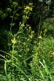 View full-size image Hypericum hirsutum