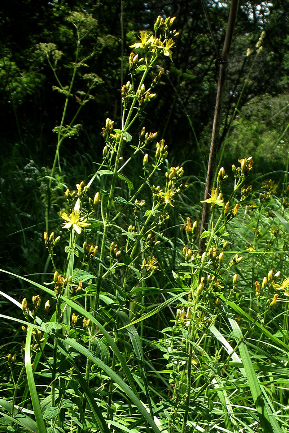 Image of Hypericum hirsutum specimen.