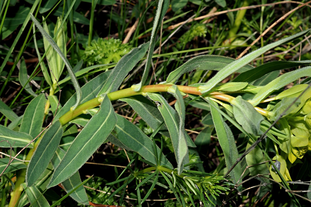 Image of Euphorbia semivillosa specimen.